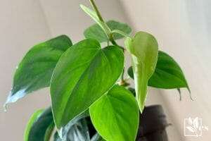 Philodendron Hederaceum-Diverse Evergreen Plant