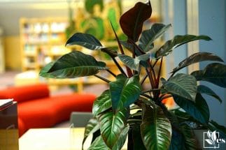 Philodendron Imperial Red-Perfect Plant For First-Timers