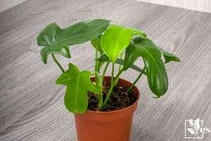 Philodendron Panduriforme Is a Large Genus of Evergreen Plant
