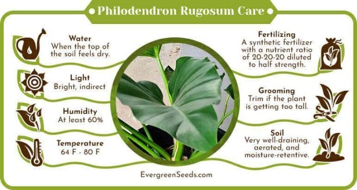 Philodendron rugosum care infographic