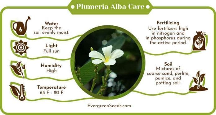 Plumeria alba care infographic