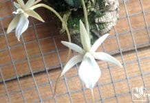 Rare wild epiphytic orchid Aerangis punctata