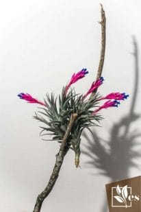Tillandsia Aeranthos-Air Plants