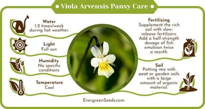 Viola arvensis pansy care infographic