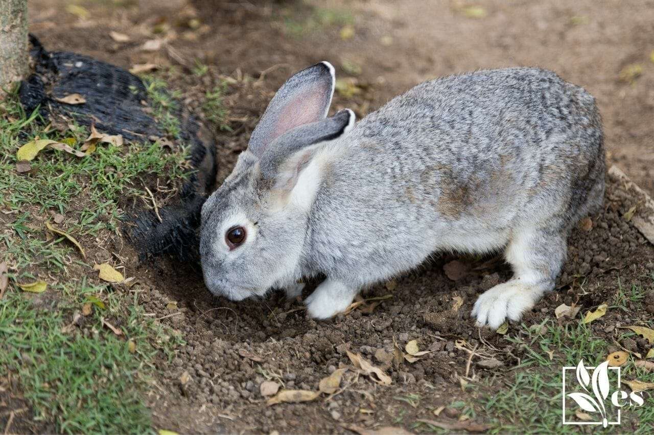 How To Stop Animals From Digging Holes in Yard: A Simple Approach