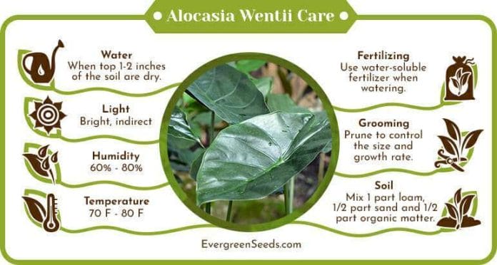 Alocasia Wentii Care Infographic