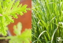 Citronella Plant vs Lemongrass comparison