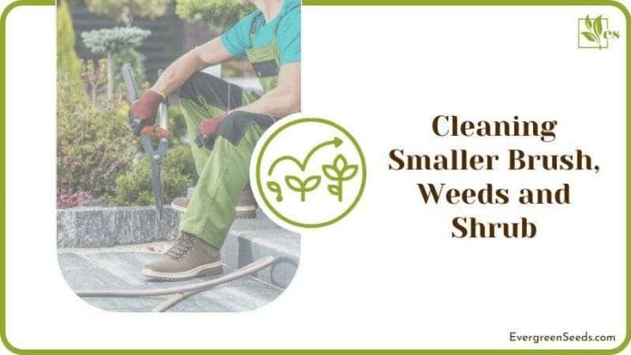 Cleaning Smaller Brush Weeds and Shrub