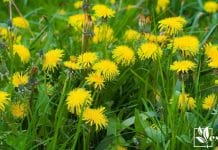 Dandelions yellow herb from your lawn