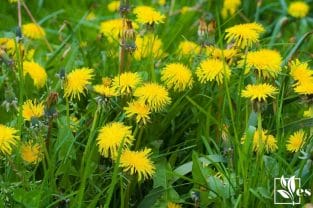 Dandelions-Yellow Herb From Your Lawn
