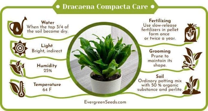 Dracaena Compacta Care Infographic