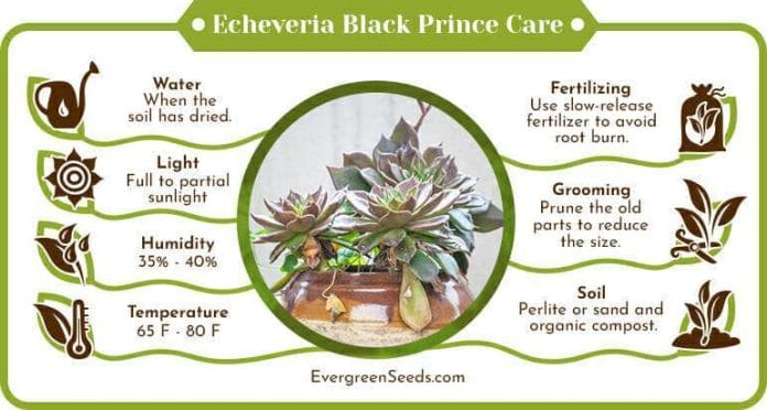 Echeveria Black Prince Care Infographic