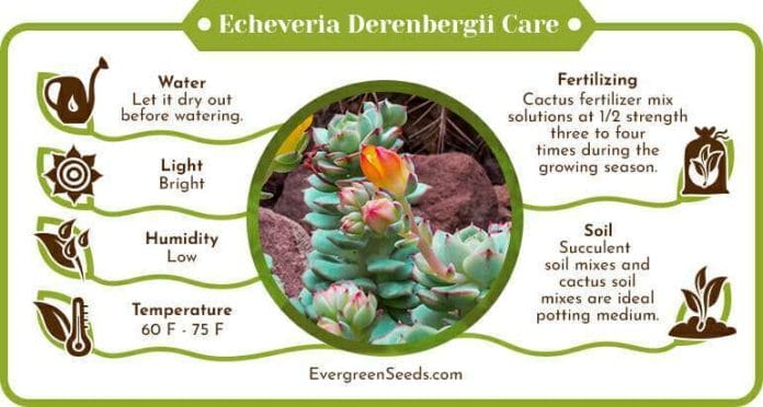 Echeveria derenbergii care infographic