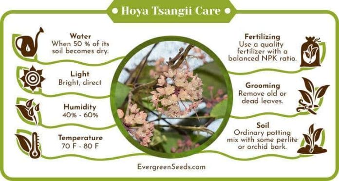 Hoya Tsangii Care Infographic