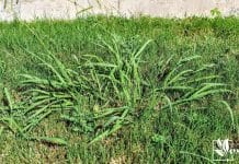 Lawn taken over by crabgrass panicum virgatum weeds