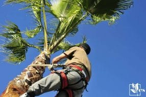 Man Trims a Palm Tree