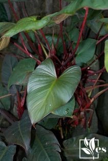 Philodendron erubescens an exotic plant