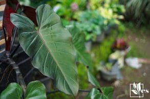Philodendron erubescens highly valued plants