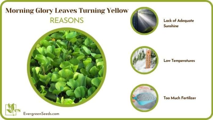 Reasons for Glory Leaves Turning Yellow