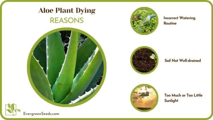 Deficiencies in Aloe Plants