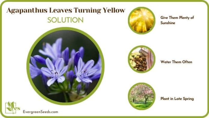 Save Agapanthus from Turning Yellow