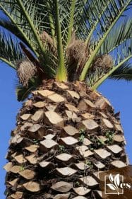 Trimmed Palm Tree