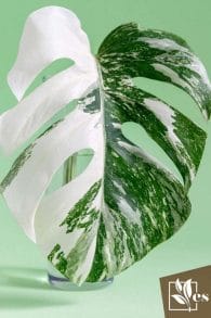 White and Green Leaf of Monstera Variegada