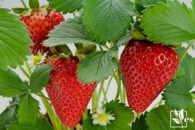 A Close look of Strawberry plant