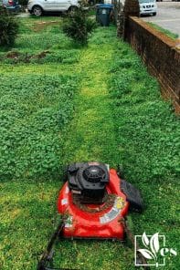 A Red Lawn Mower on the Grass