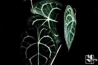Anthurium Dorayaki Vibrant Plant