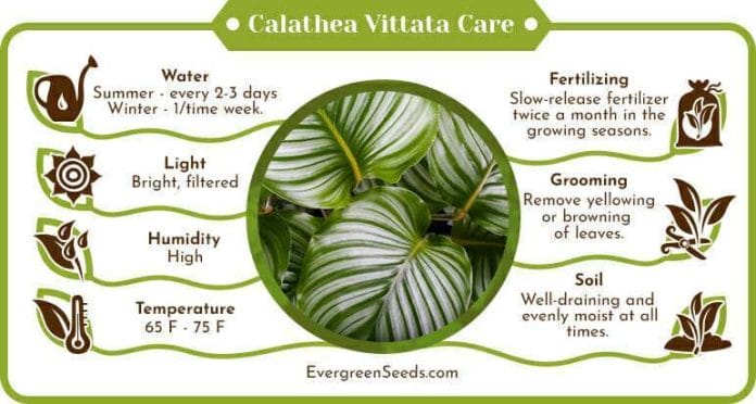 Calathea Vittata Care Infographic
