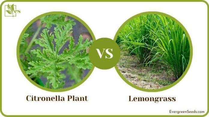 Citronella Plant vs Lemongrass Comparison