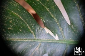 Close up of leaf spot disease of Monstera Borsigiana plant