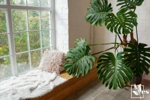 Cozy window sill with monstera and pillows indoors