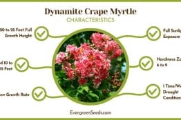 Dynamite Crape Myrtle