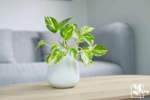Golden pothos on wooden table in living room