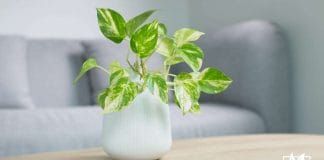 Golden pothos on wooden table in living room