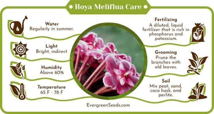 Hoya Meliflua Care Infographic