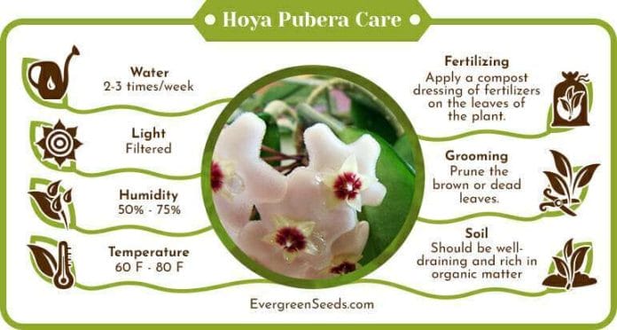 Hoya Pubera Care Infographic