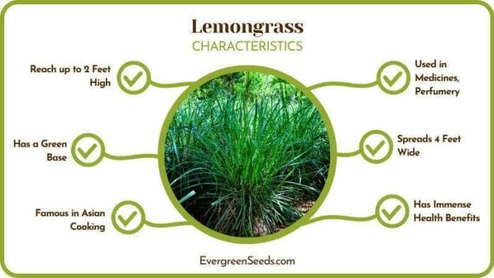 Lemongrass Characteristics
