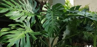 Monstera sierrana indigenous and gorgeous houseplant that