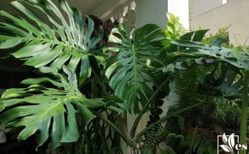 Monstera sierrana indigenous and gorgeous houseplant that