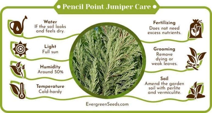 Pencil Point Juniper Care Infographic