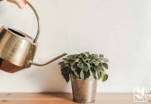 Peperomia rubella much sought after plan