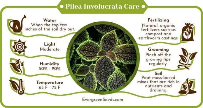 Pilea Involucrata Care Infographic