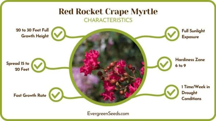 Red Rocket Crape Myrtle