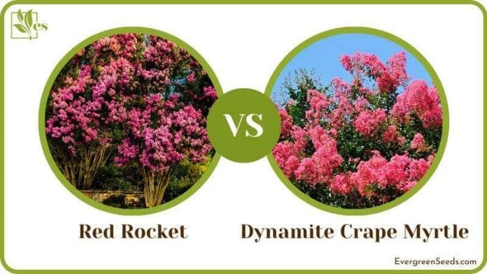 Red Rocket vs Dynamite Crape Myrtle