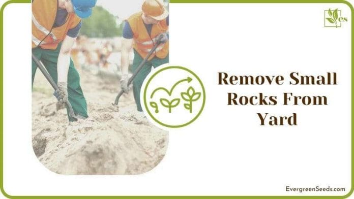 Remove Small Rocks From Yard