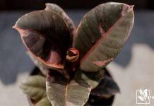 Variegated Rubber Plant Ruby Ficus Elastica