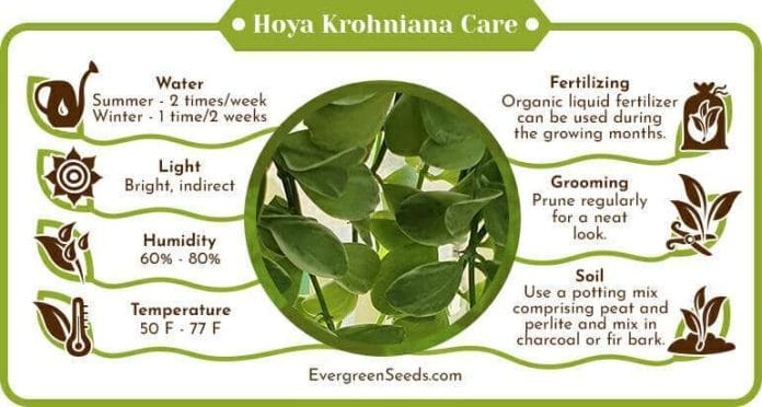 Hoya Krohniana Care Infographic